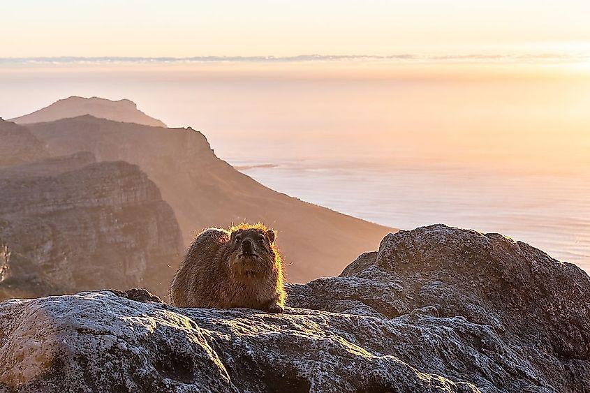 Hyrax resting on rock
