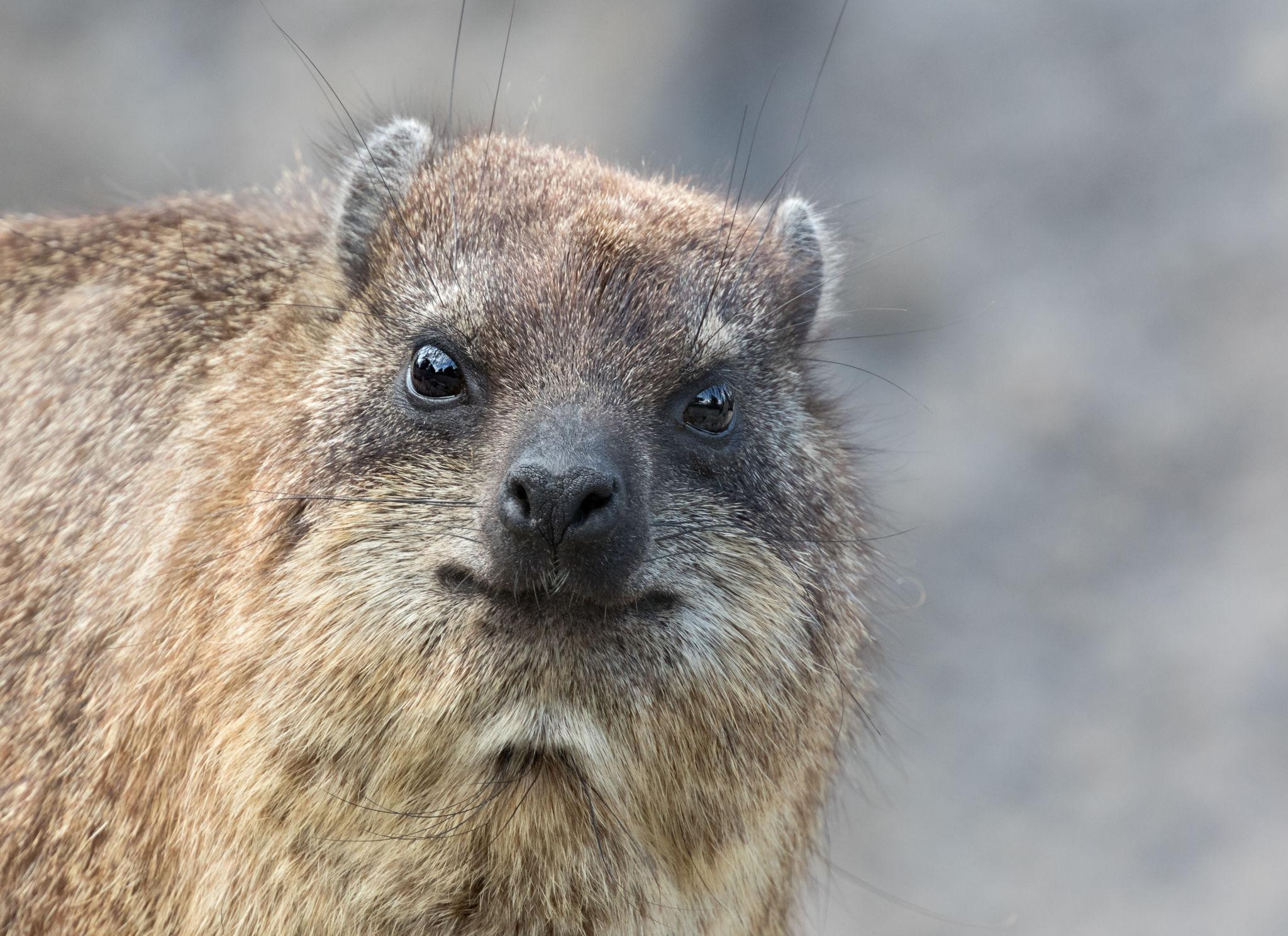 Funny hyrax