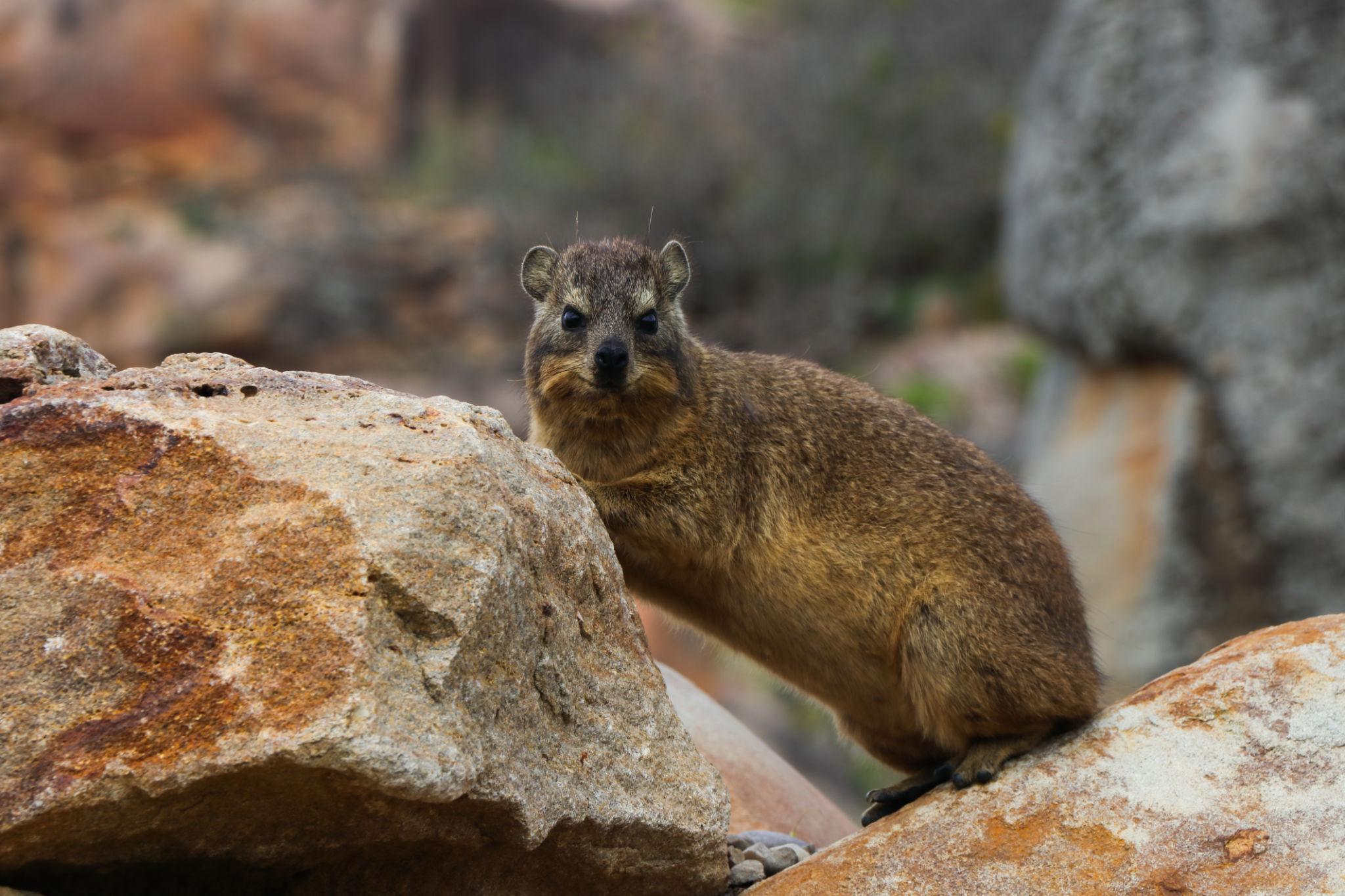 Hyrax looking around
