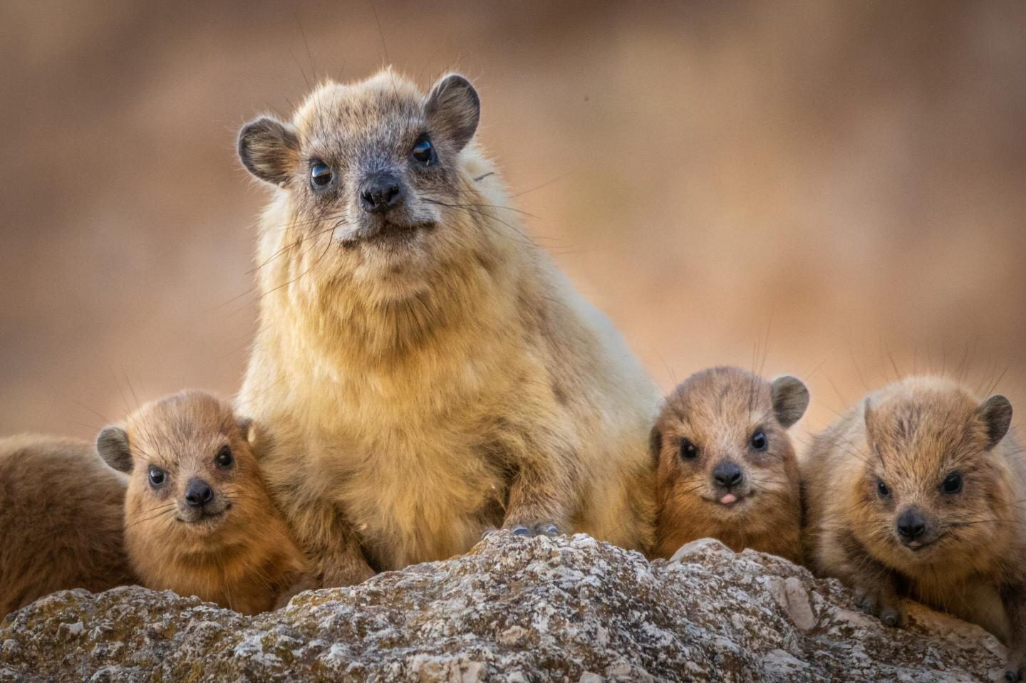 Hyrax family