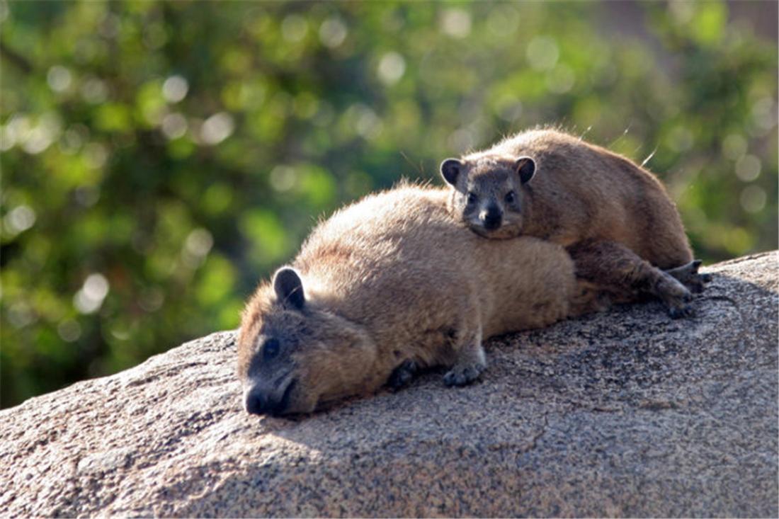 Sleeping hyrax