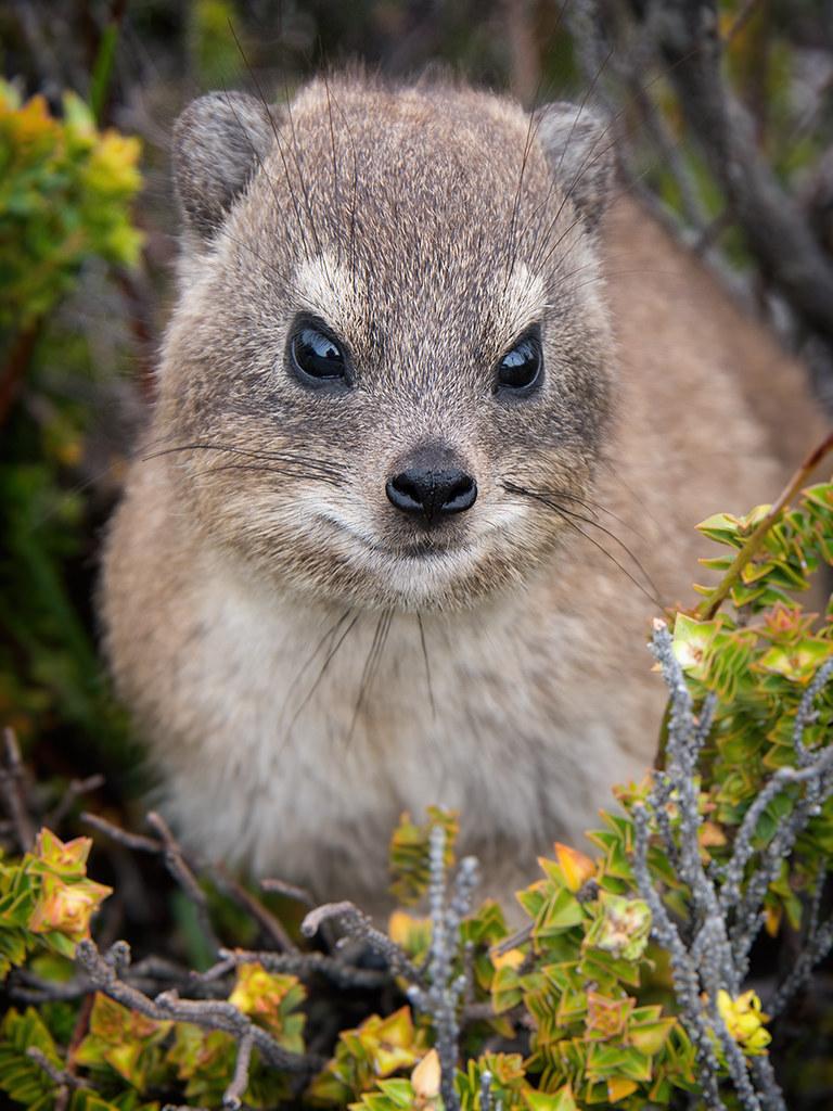 Hyrax portrait