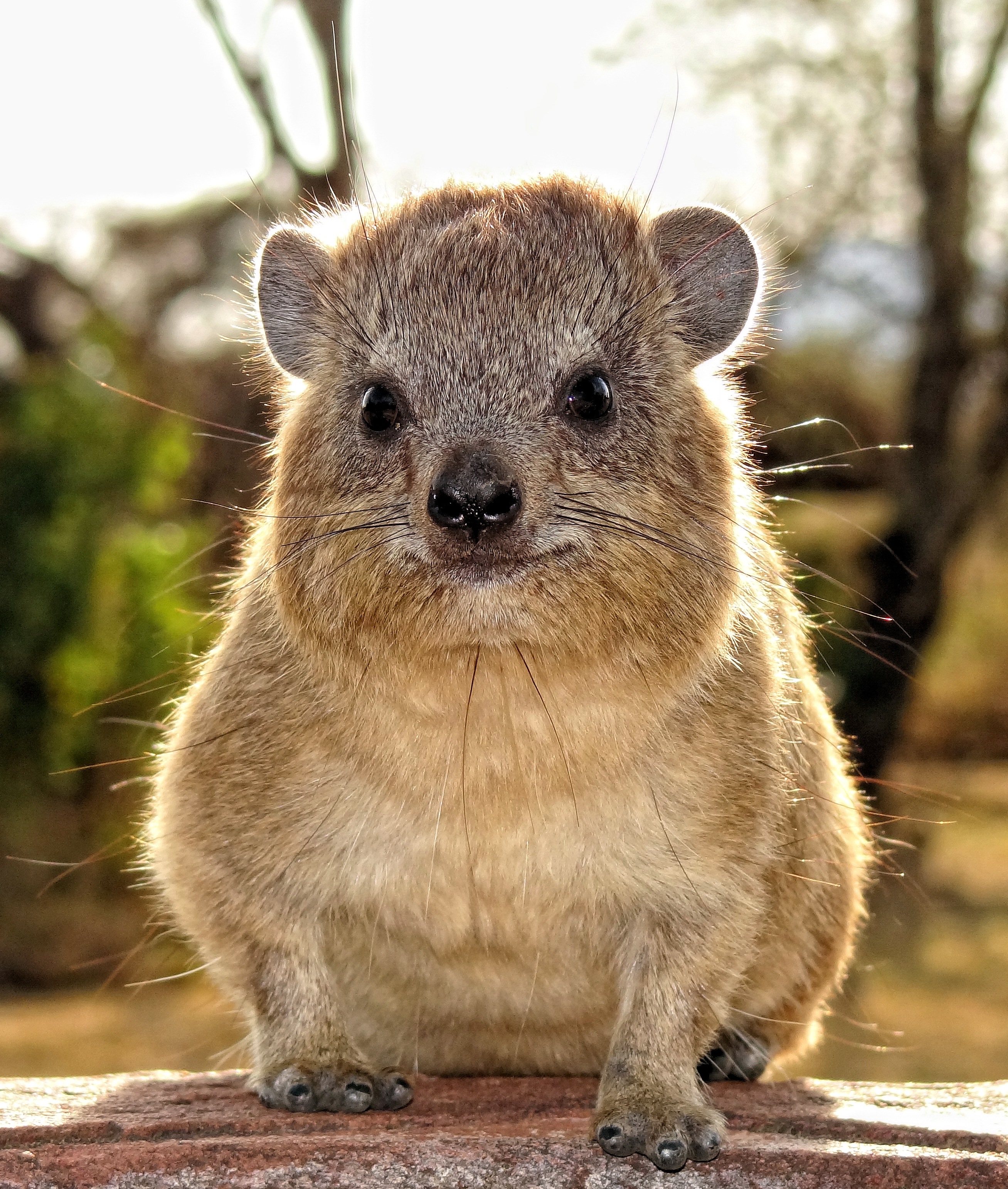Relaxing hyrax