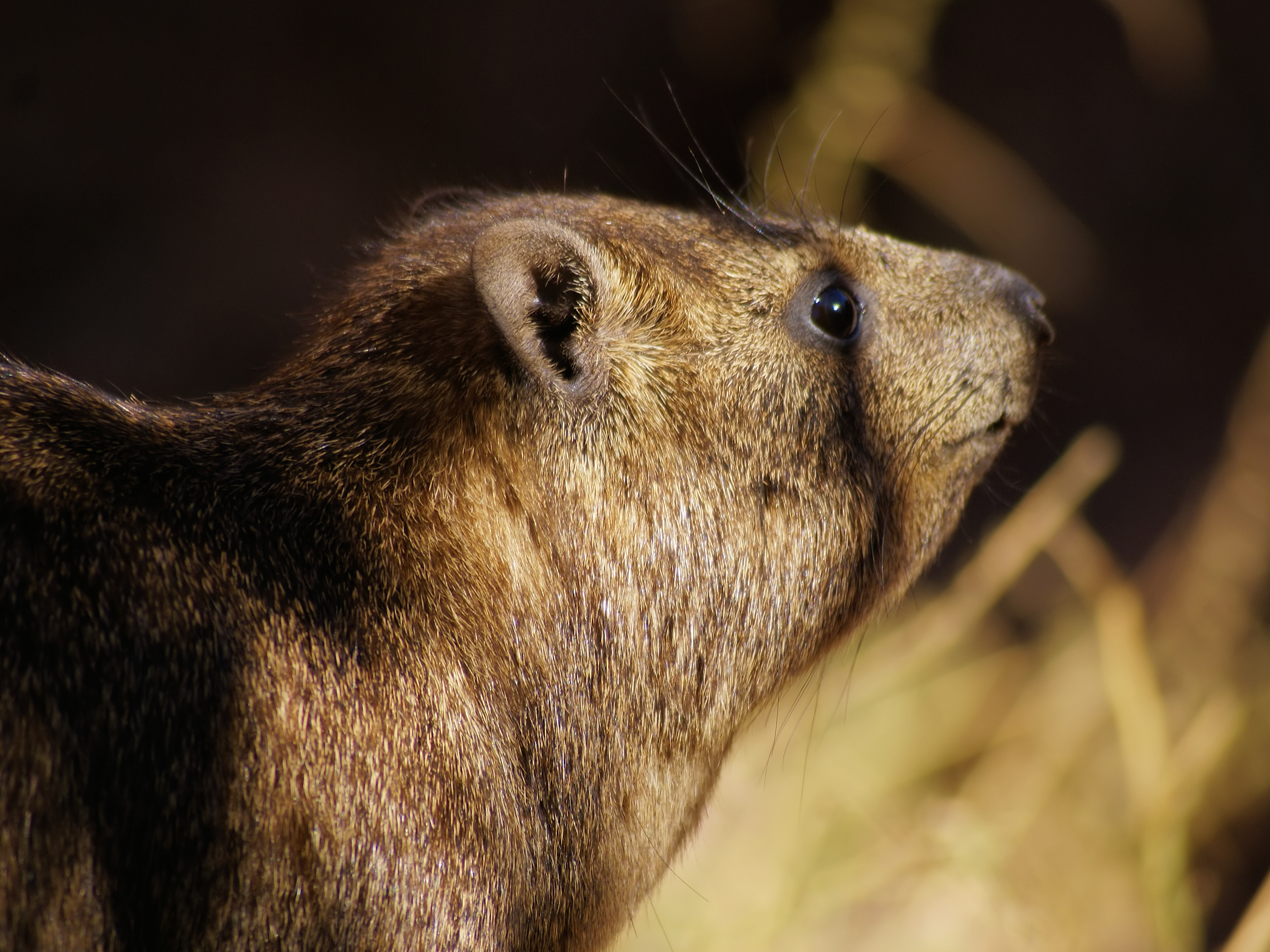Curious hyrax