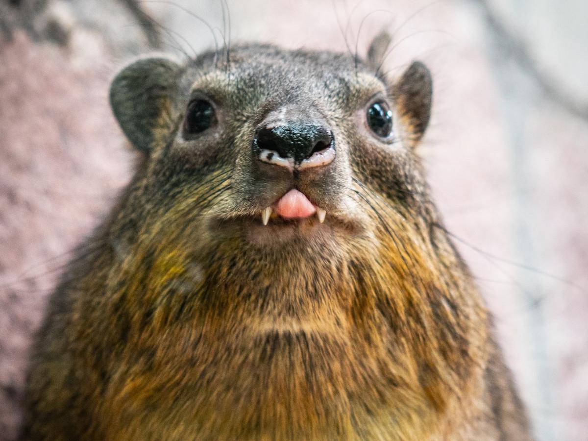 Happy hyrax