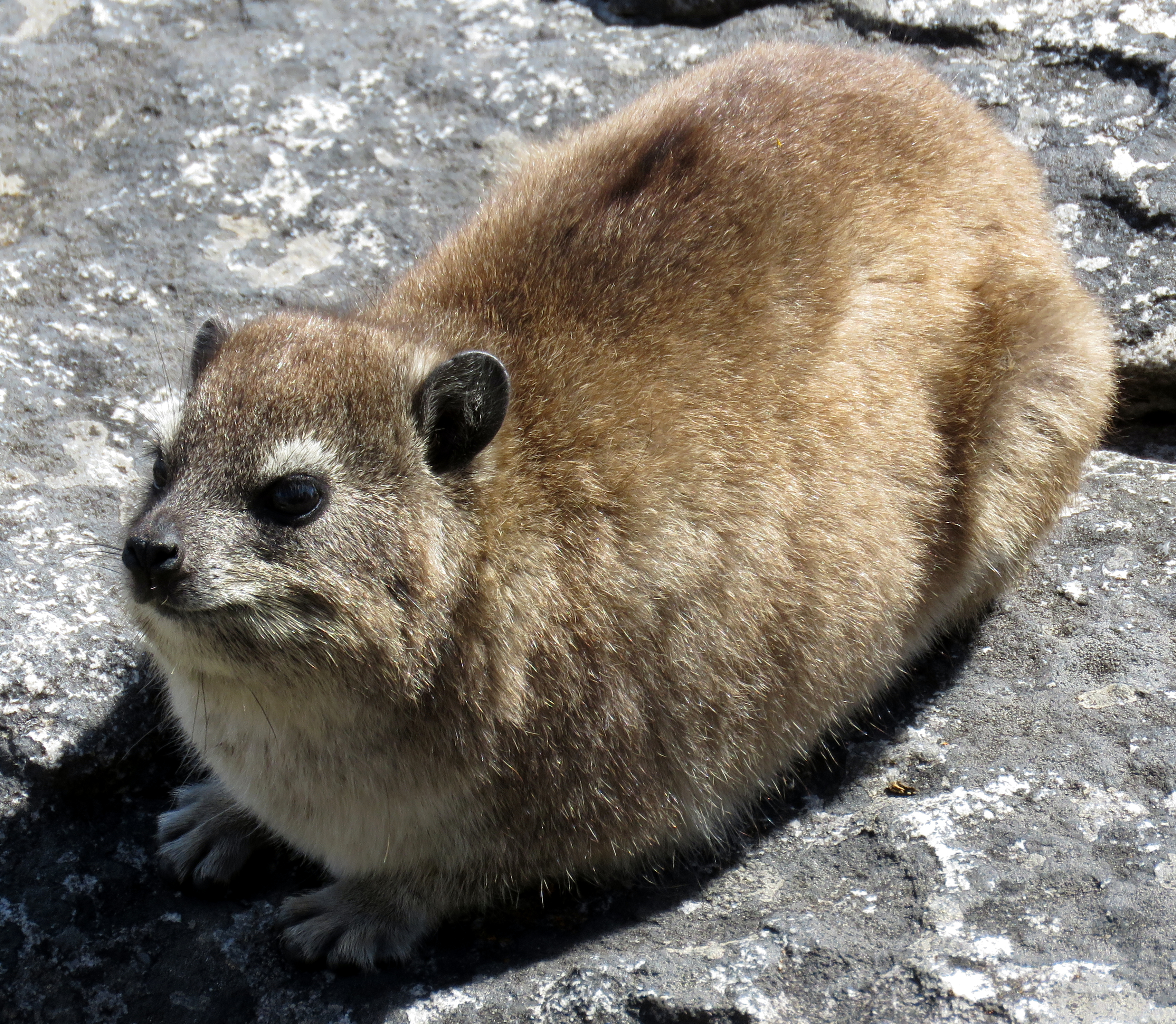Hyrax habitat on rocky mountains