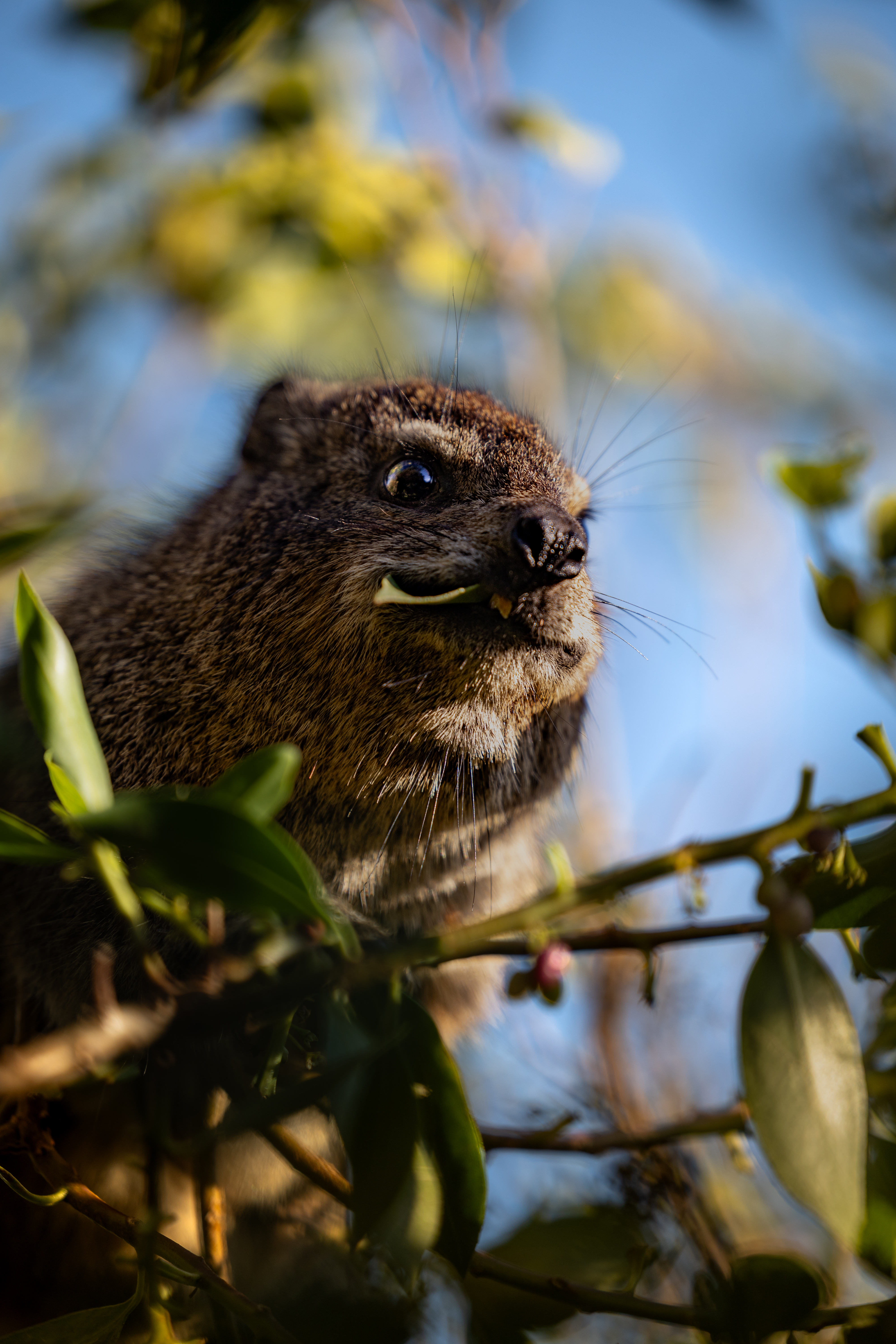 Rock hyrax sitting on a stone